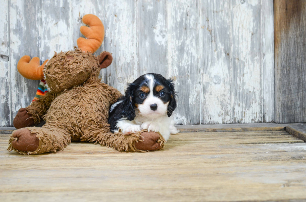 Small Cavalier King Charles Spaniel Baby