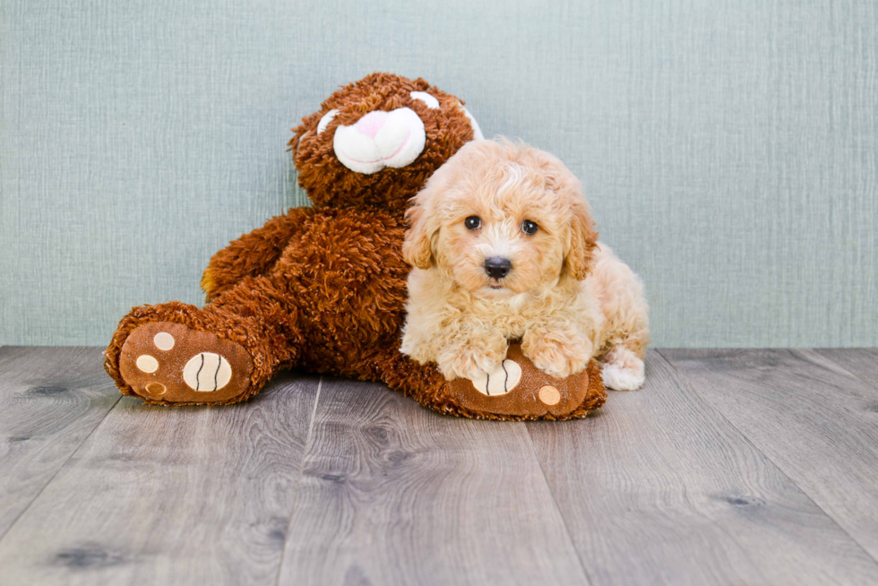 Popular Cavapoo Poodle Mix Pup