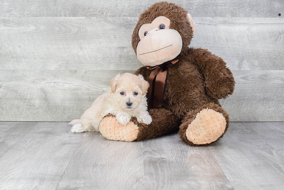 Cute Maltipoo Baby