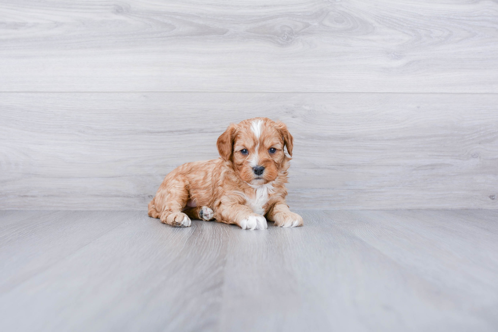 Happy Cavapoo Baby