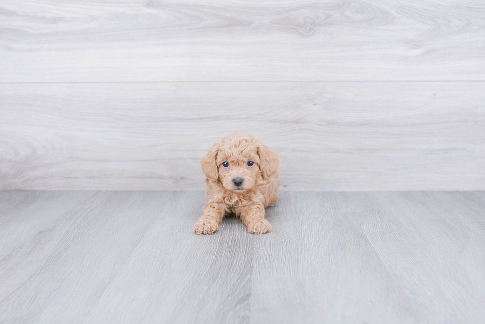 Playful Poodle Baby