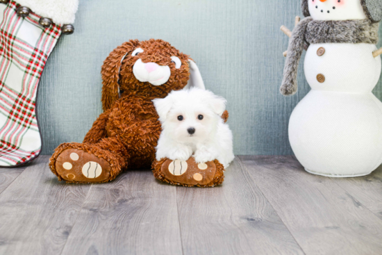 Maltese Pup Being Cute