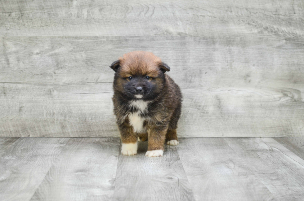 Fluffy Pomsky Designer Pup