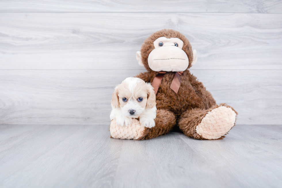 Cavachon Puppy for Adoption