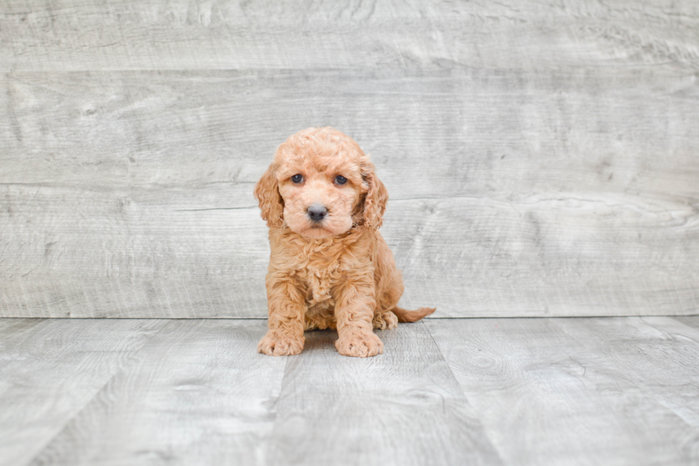 Little Golden Retriever Poodle Mix Puppy