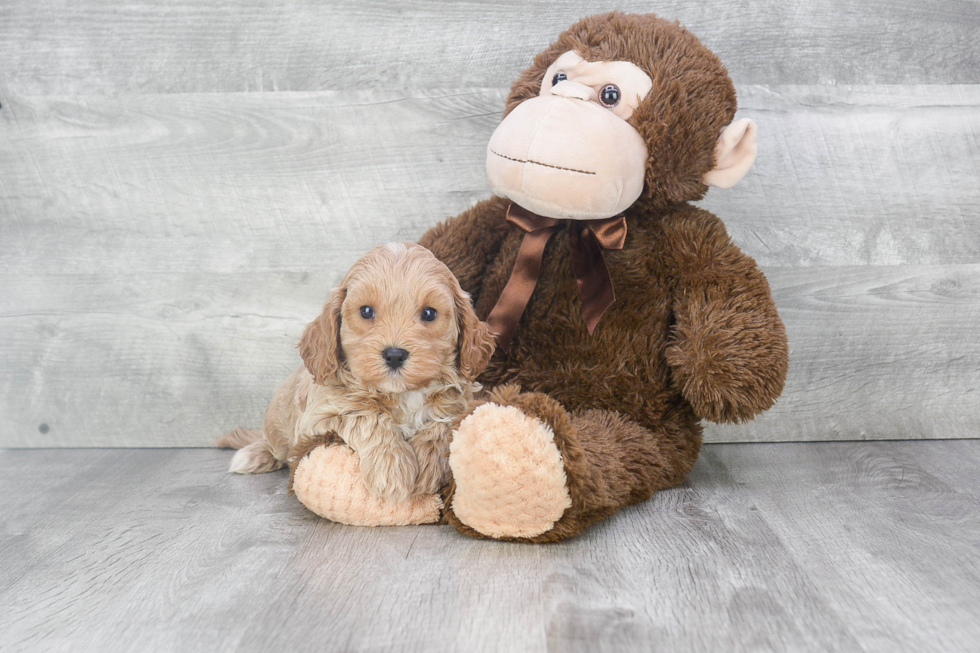 Cavapoo Puppy for Adoption