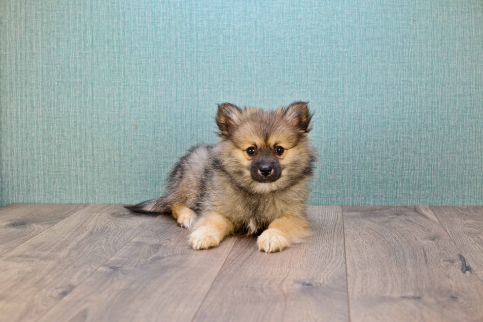 Sweet Pomeranian Purebred Puppy