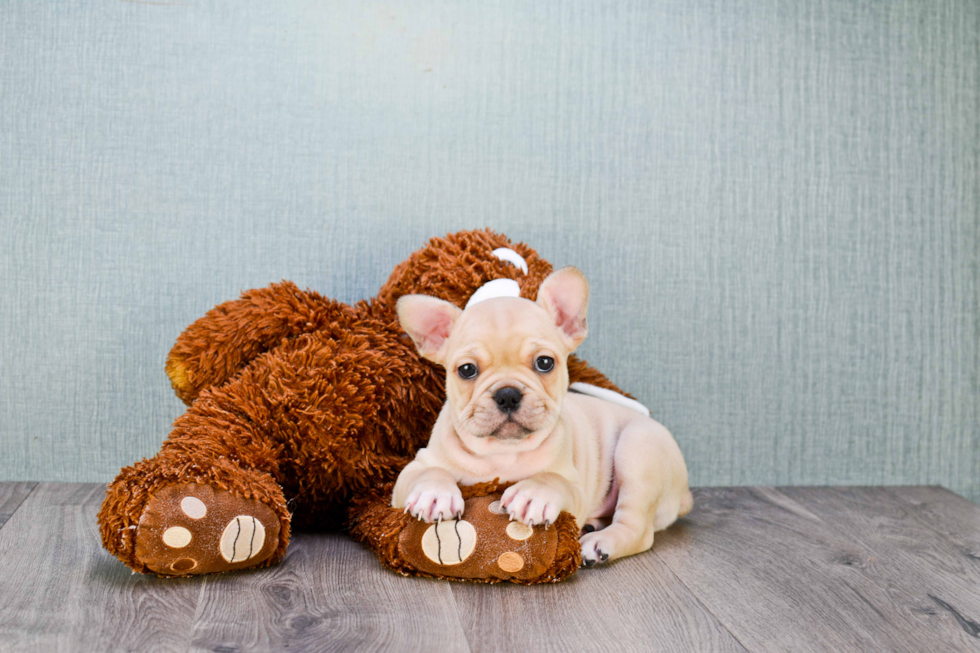 Popular French Bulldog Purebred Pup