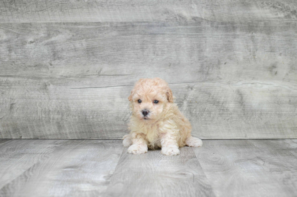 Maltipoo Pup Being Cute