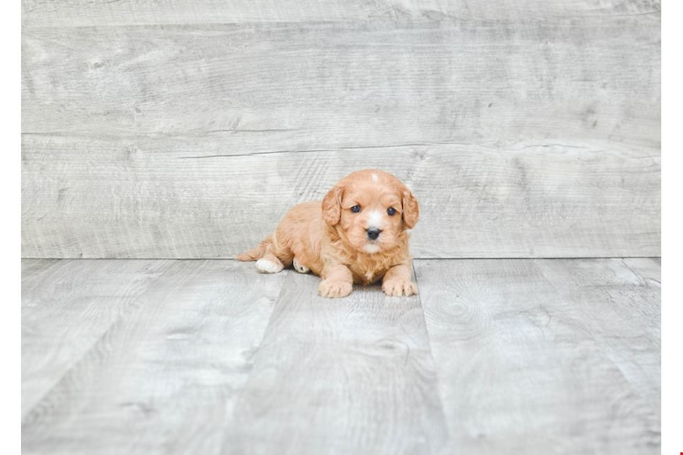 Cavapoo Puppy for Adoption