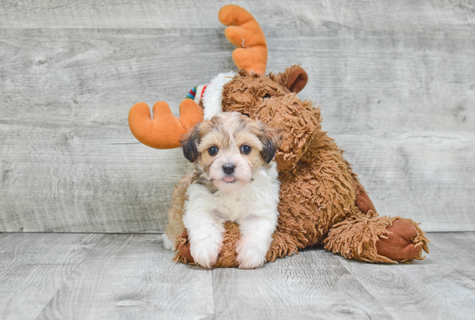 Fluffy Havanese Purebred Puppy