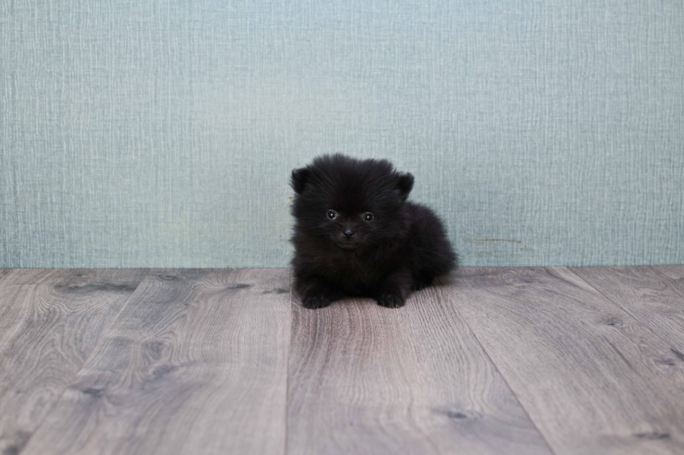 Akc Registered Pomeranian Baby