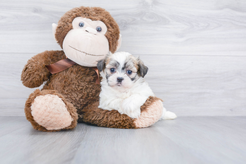 Teddy Bear Pup Being Cute