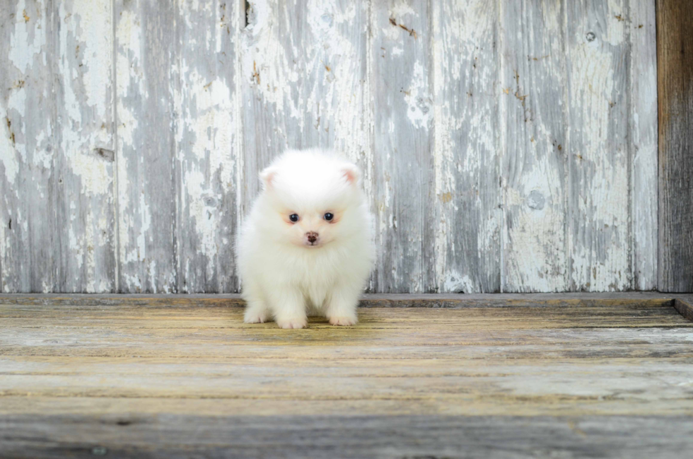 Popular Pomeranian Purebred Pup