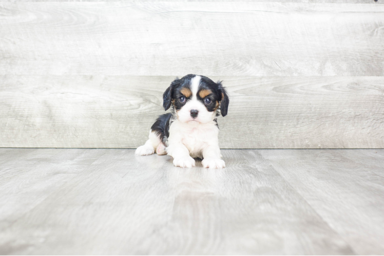 Hypoallergenic Cavalier King Charles Spaniel Purebred Pup