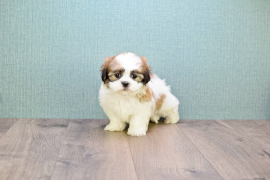 Teddy Bear Pup Being Cute