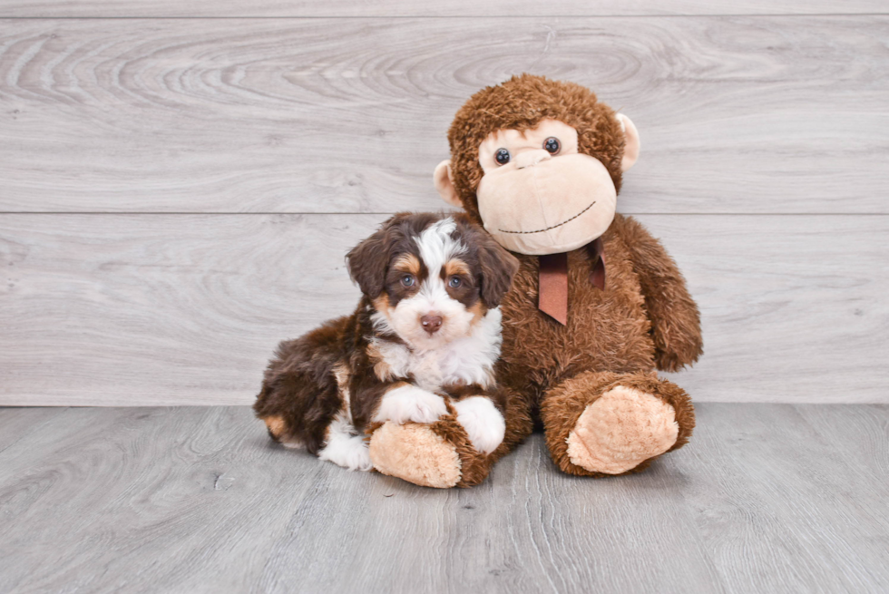 Cute Mini Aussiedoodle Baby