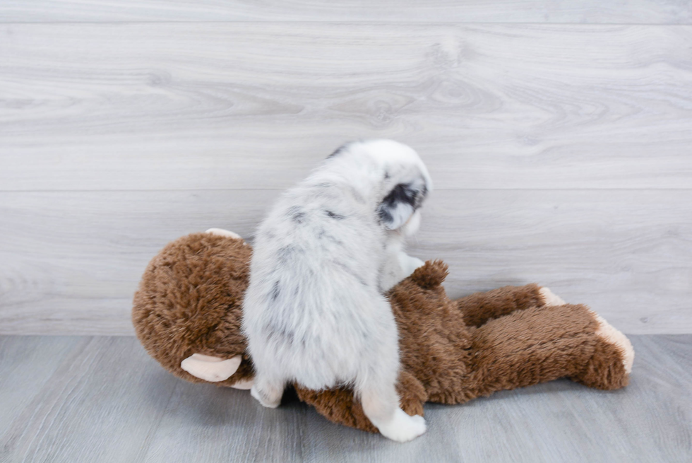 Mini Aussiedoodle Puppy for Adoption