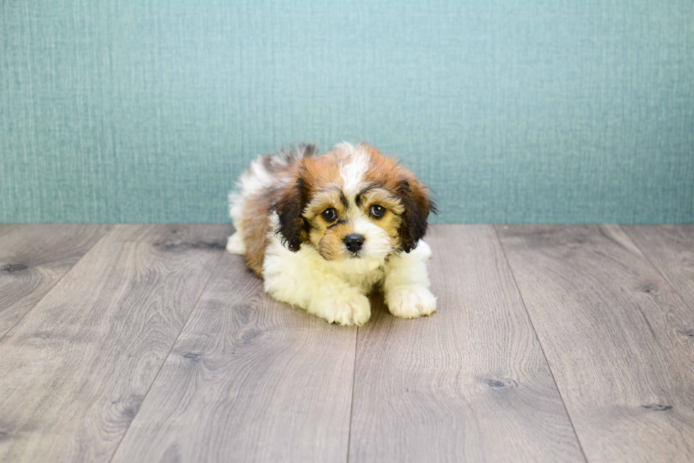 Energetic Cavalier Designer Puppy