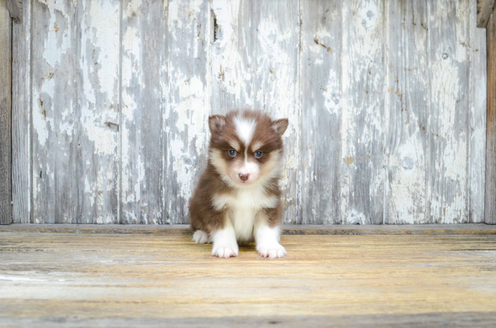 Pomsky Pup Being Cute