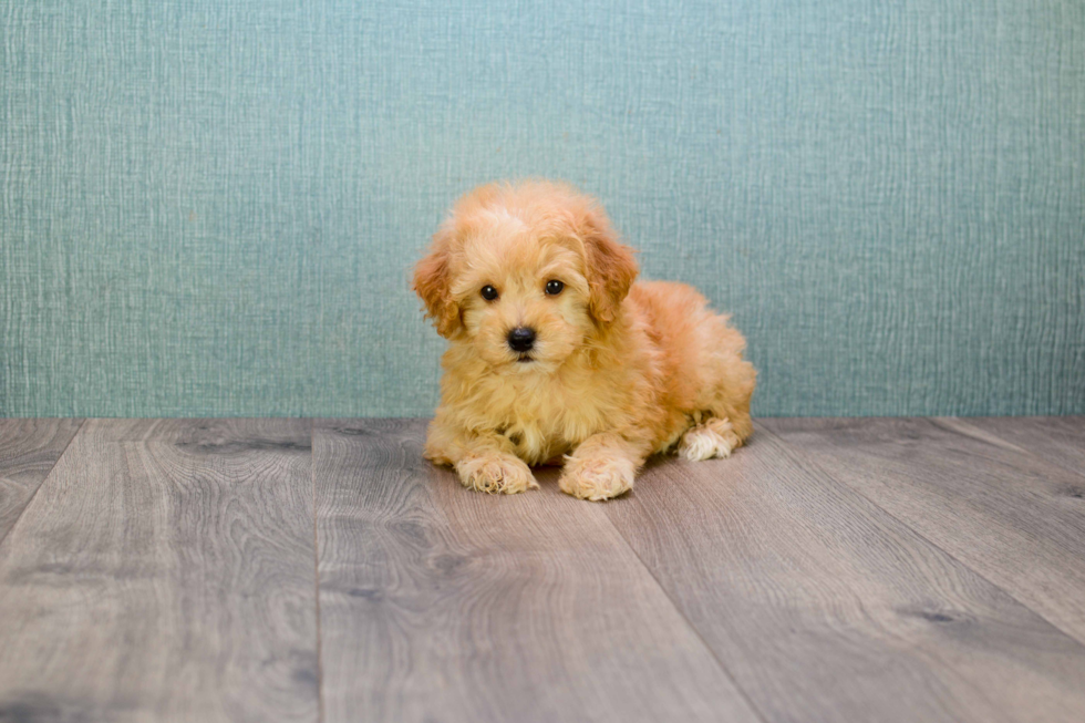 Smart Maltipoo Poodle Mix Pup