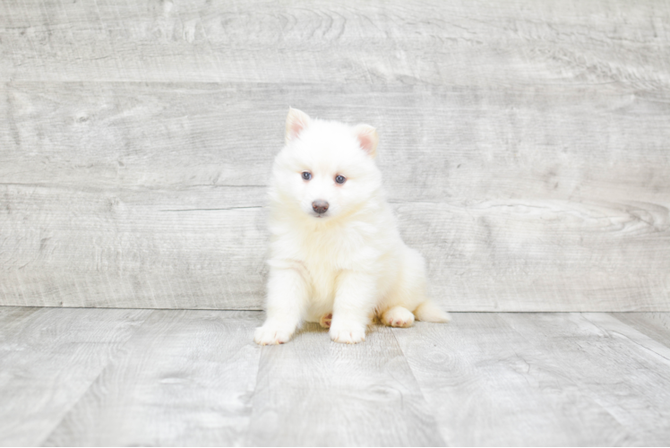 Fluffy Pomsky Designer Pup