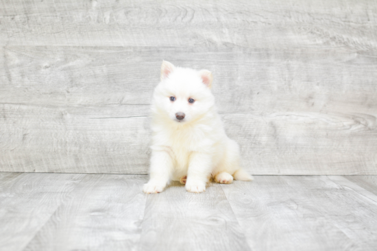 Fluffy Pomsky Designer Pup