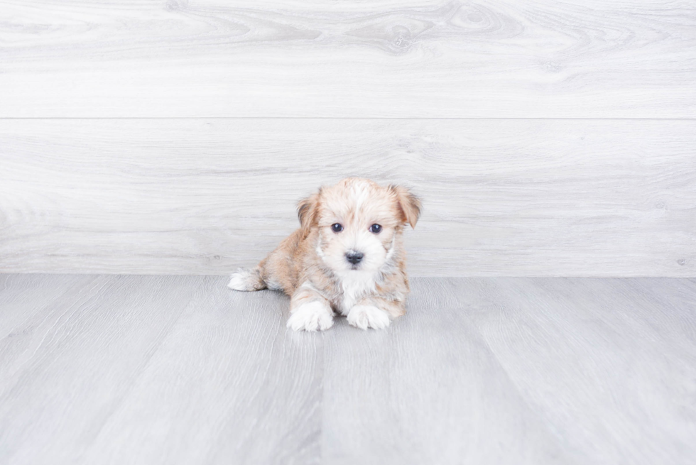 Fluffy Morkie Designer Pup