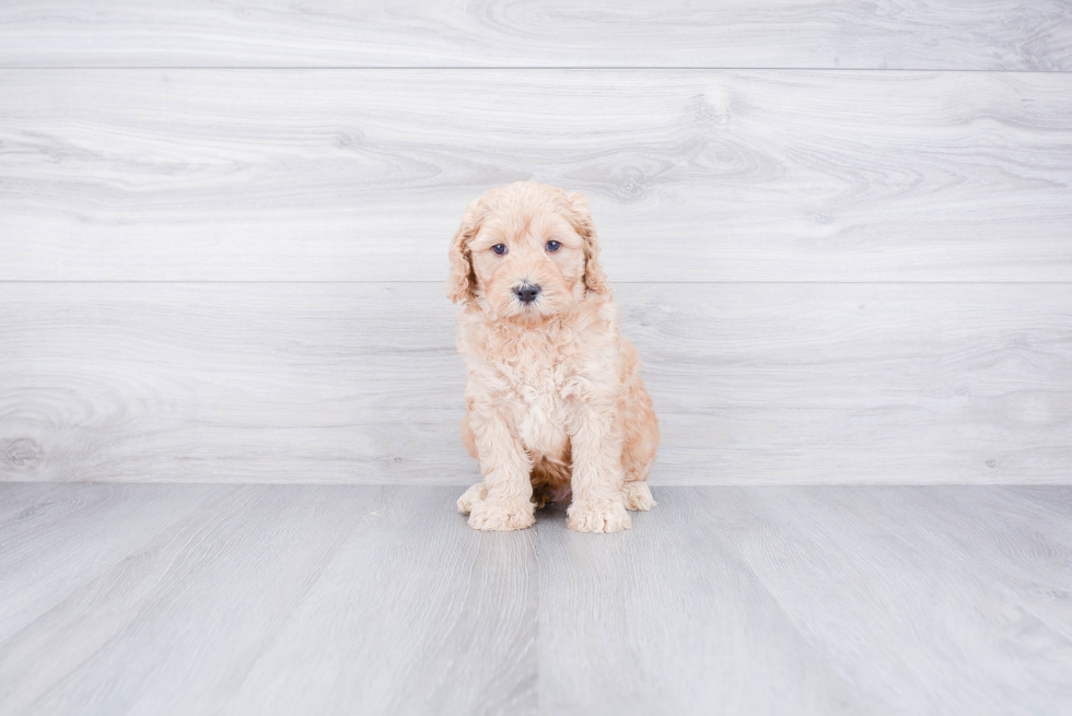 Mini Goldendoodle Puppy for Adoption