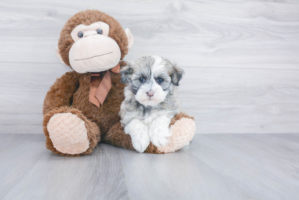 Havanese Puppy for Adoption