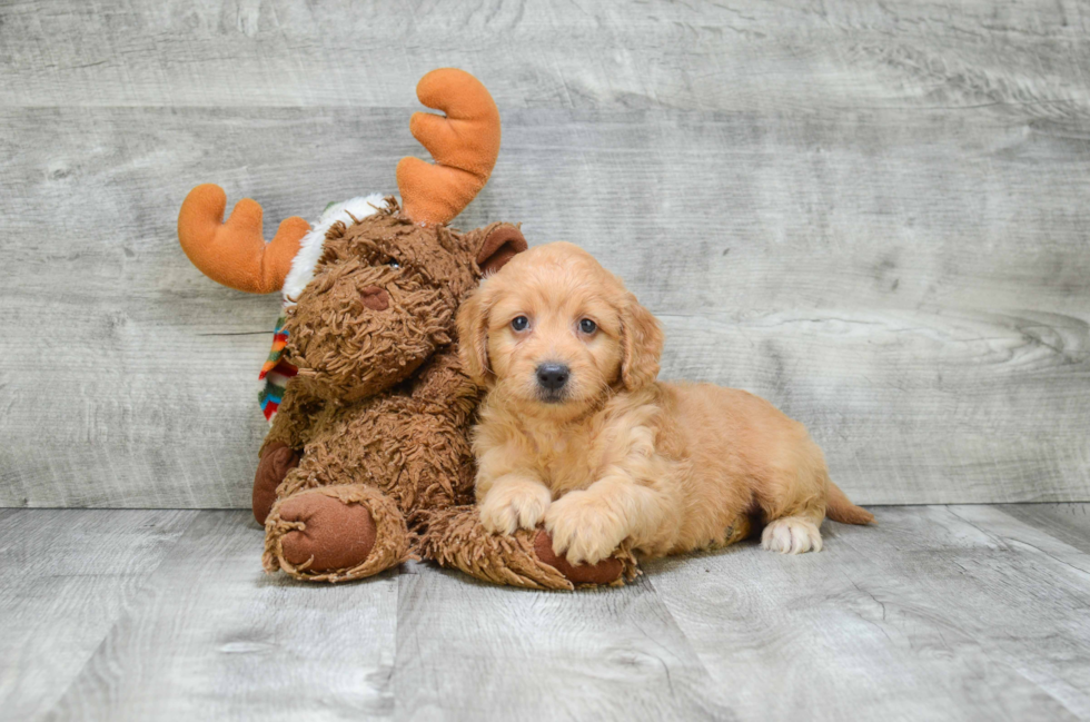 Mini Goldendoodle Puppy for Adoption