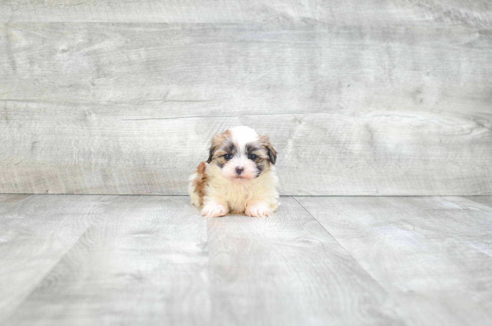 Fluffy Teddy Bear Designer Pup