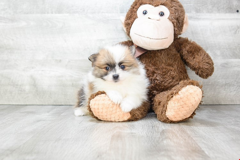 Hypoallergenic Pomeranian Purebred Pup