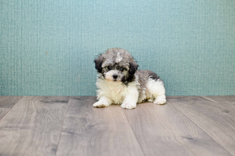 Small Havanese Baby