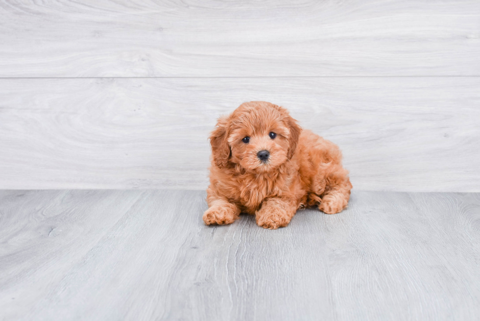 Happy Cavapoo Baby