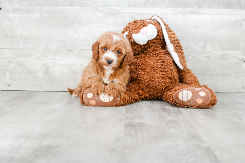 Sweet Mini Goldendoodle Baby