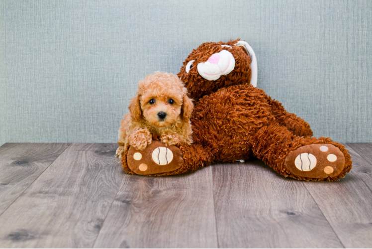 Playful Poodle Purebred Pup