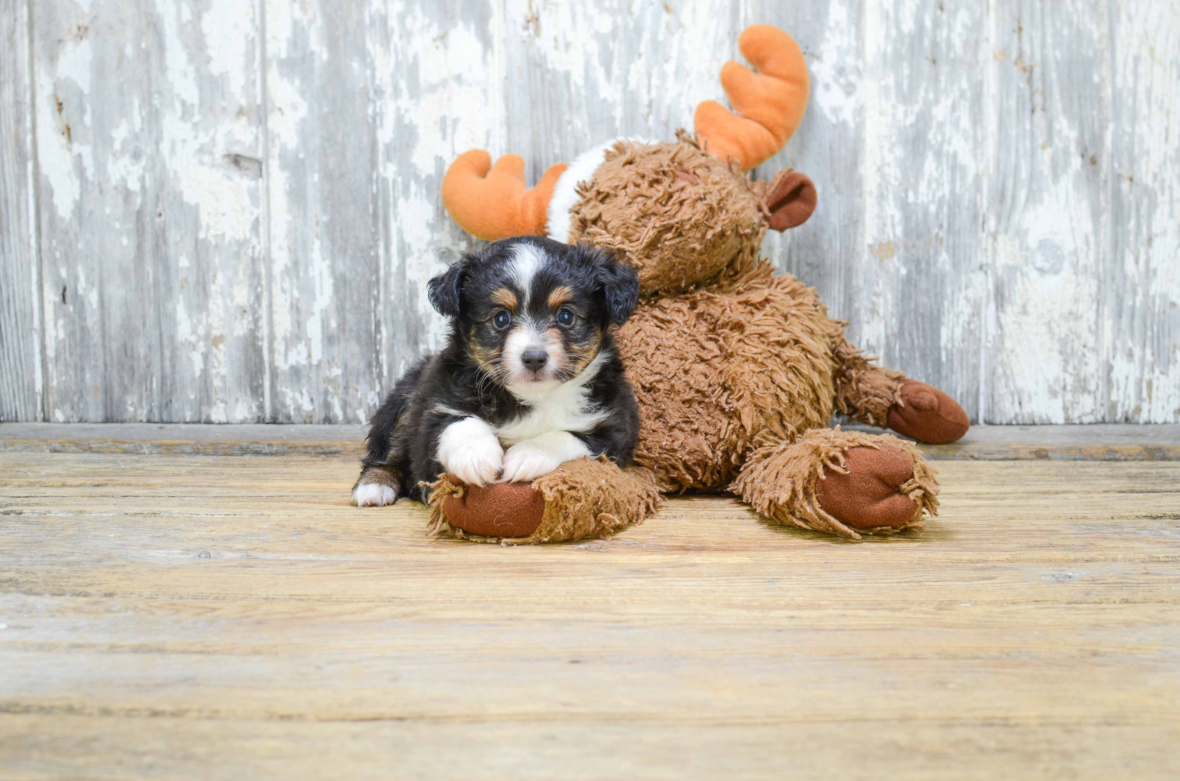 Mini Aussiedoodle Pup Being Cute