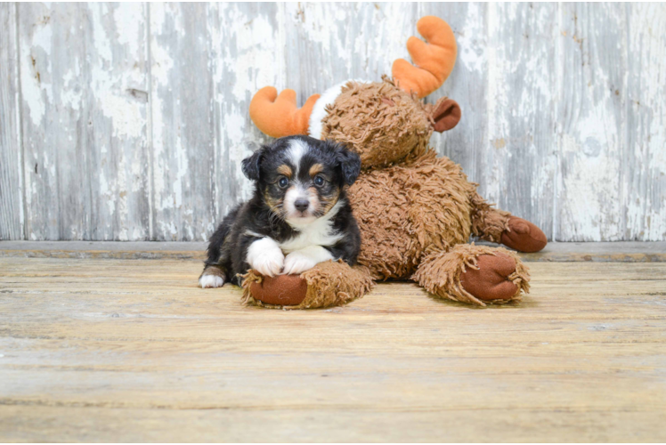 Mini Aussiedoodle Pup Being Cute