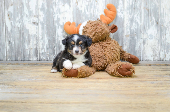 Mini Aussiedoodle Pup Being Cute