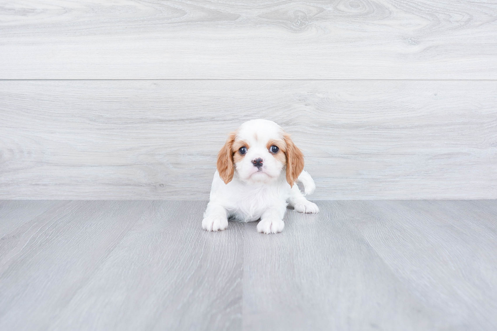 Popular Cavalier King Charles Spaniel Purebred Pup