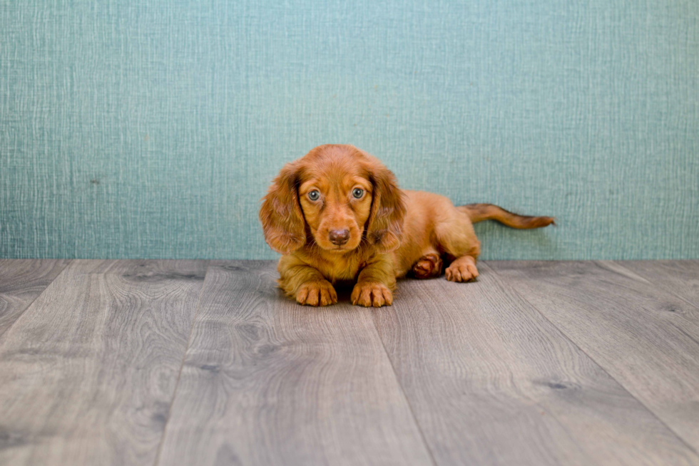 Cute Dachshund Baby