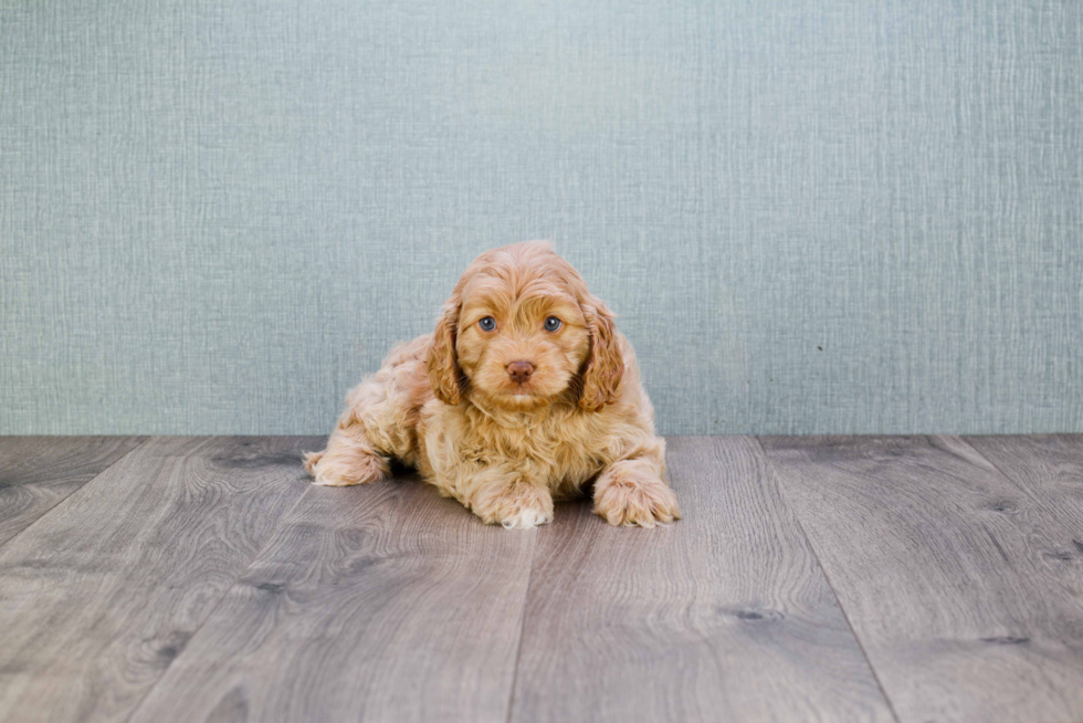 Popular Cavapoo Poodle Mix Pup