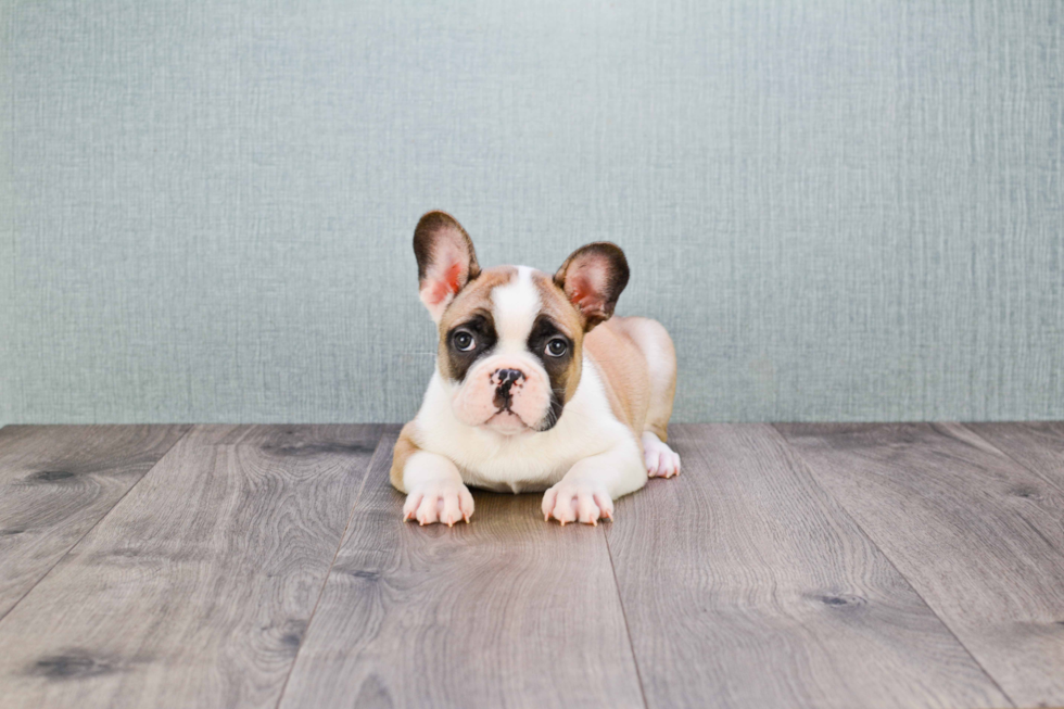 Cute Frenchie Purebred Puppy