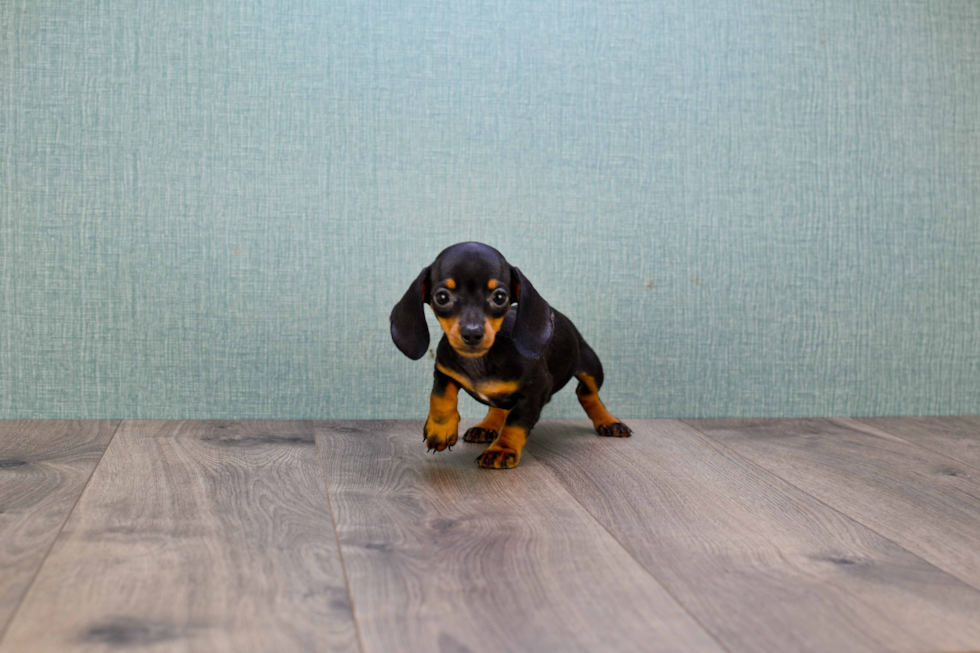 Cute Dachshund Purebred Puppy