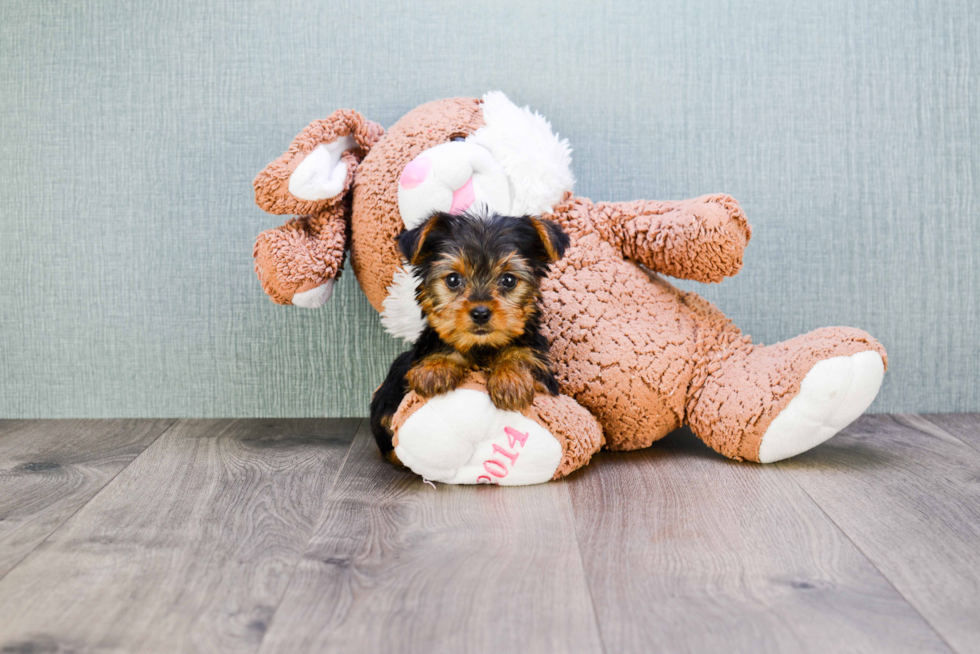 Meet Joey - our Yorkshire Terrier Puppy Photo 