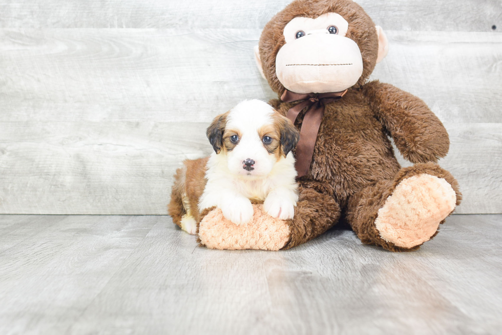 Mini Bernedoodle Pup Being Cute