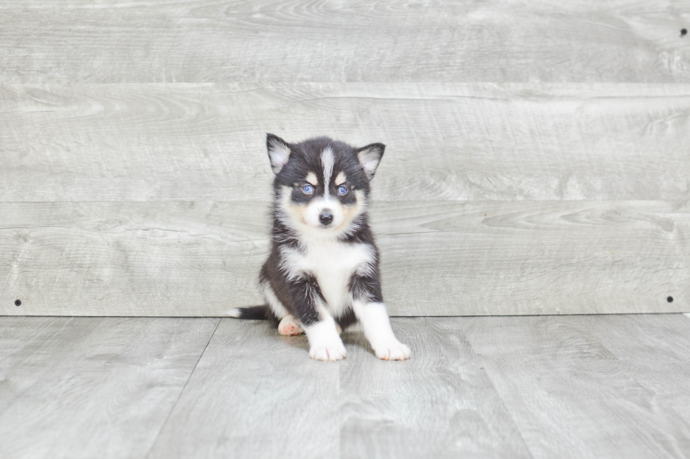 Pomsky Puppy for Adoption