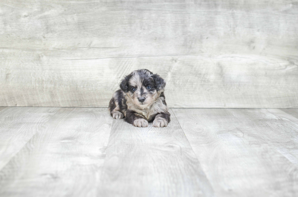 Petite Mini Aussiedoodle Poodle Mix Pup