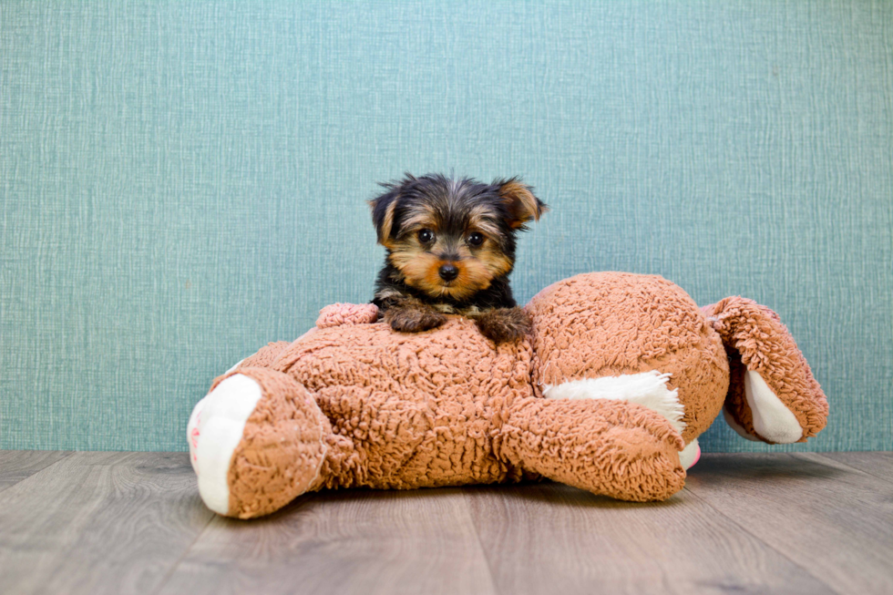 Meet Bella - our Yorkshire Terrier Puppy Photo 